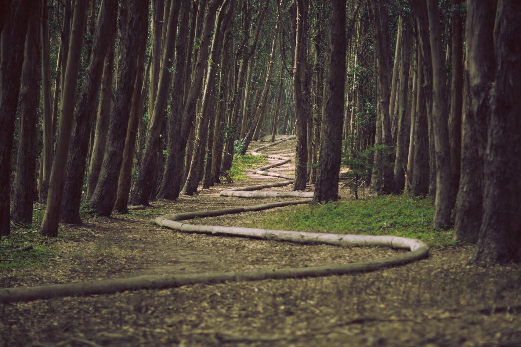 Let's clear the path and preserve capture, win smart without burning out teams.  A path through a dense forest
